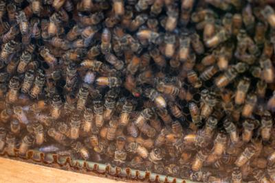 Bees in hive